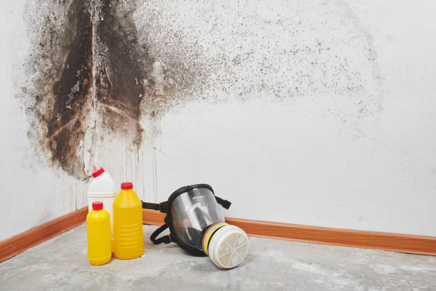Best Office Mold Removal Services  in Prceton, IN