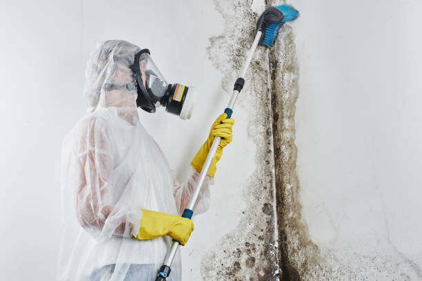 Mold Removal and Inspection in Princeton, IN
