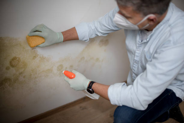 Best Mold Damage Repair  in Prceton, IN