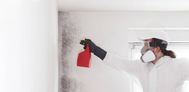 Best Mold Removal and Inspection  in Prceton, IN