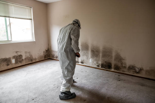 Best Black Mold Removal  in Prceton, IN